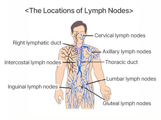 The Locations of Lymph Nodes