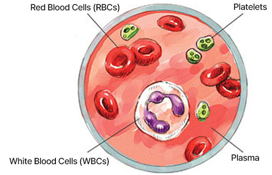 blood composition